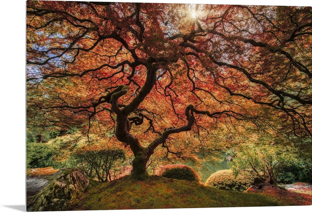 An artistic photograph of an old Japanese maple tree in autumn foliage in a zen garden.