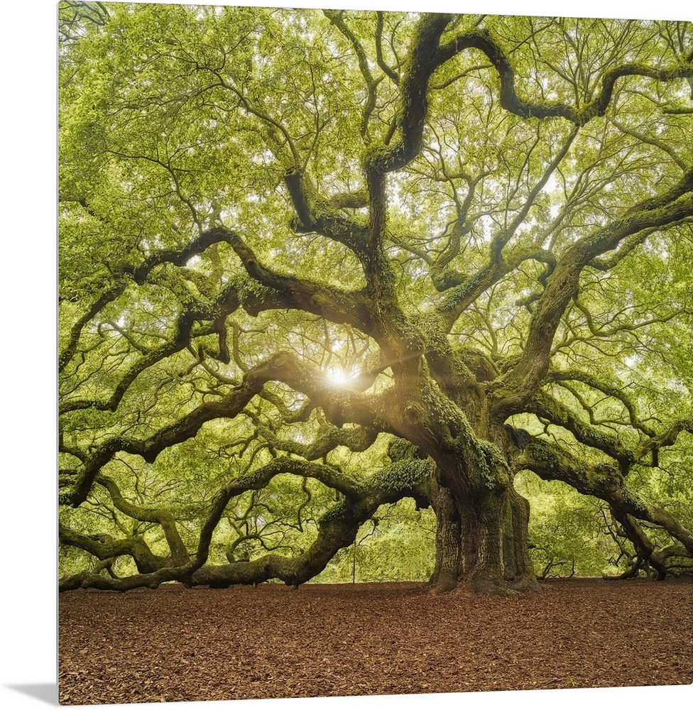 An artistic photograph of a large old gnarled tree with bright green foliage and large limbs.