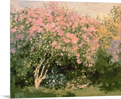 Lilac in the Sun, 1873