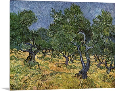 The Olive Grove