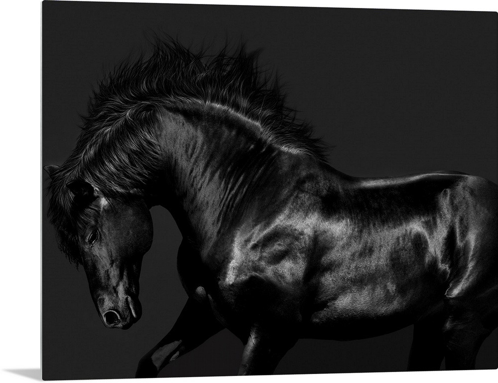 Photograph of a galloping black horse against a black background.