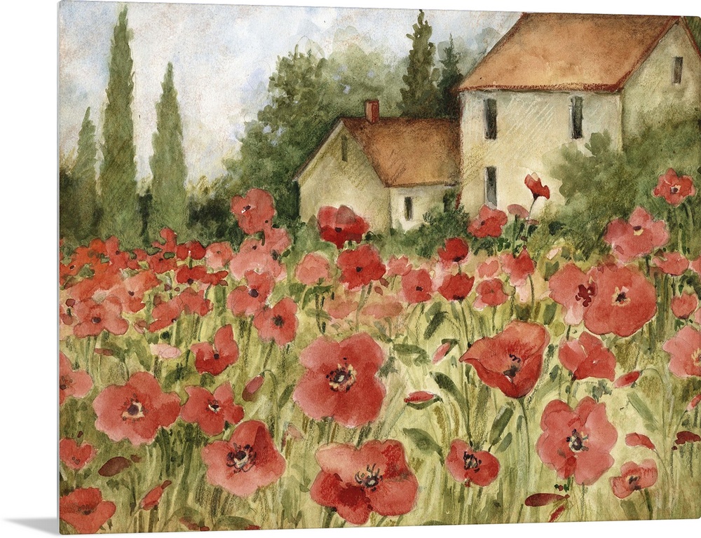 Beautiful Tuscan fields filled with Poppies,