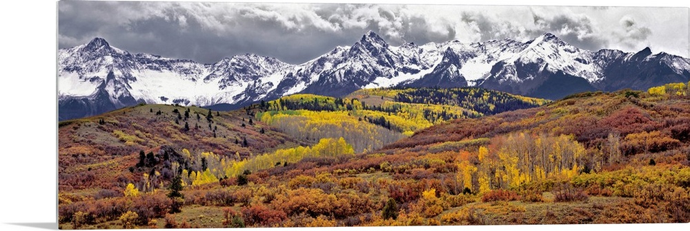 USA, Colorado, San Juan Mountains. Autumn turns aspen leaves orange and gold at Dallas Divide in the San Juan Mountains in...