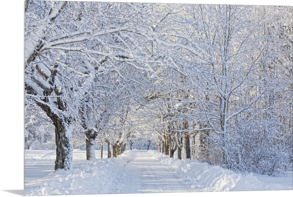 USA, Maine, Harpswell. Heavy snowfall on Bear Paw Road.
