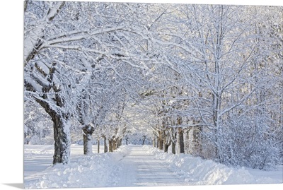 Maine, Harpswell. Heavy snowfall on Bear Paw Road