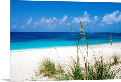 Sea oats, pink sand beach, Eleuthera Island, Bahamas