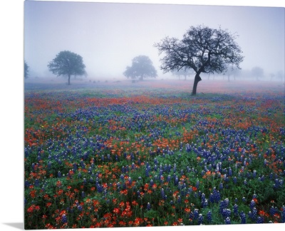 Texas, Hill Country, View of Texas paintbrush and bluebonnets at dawn