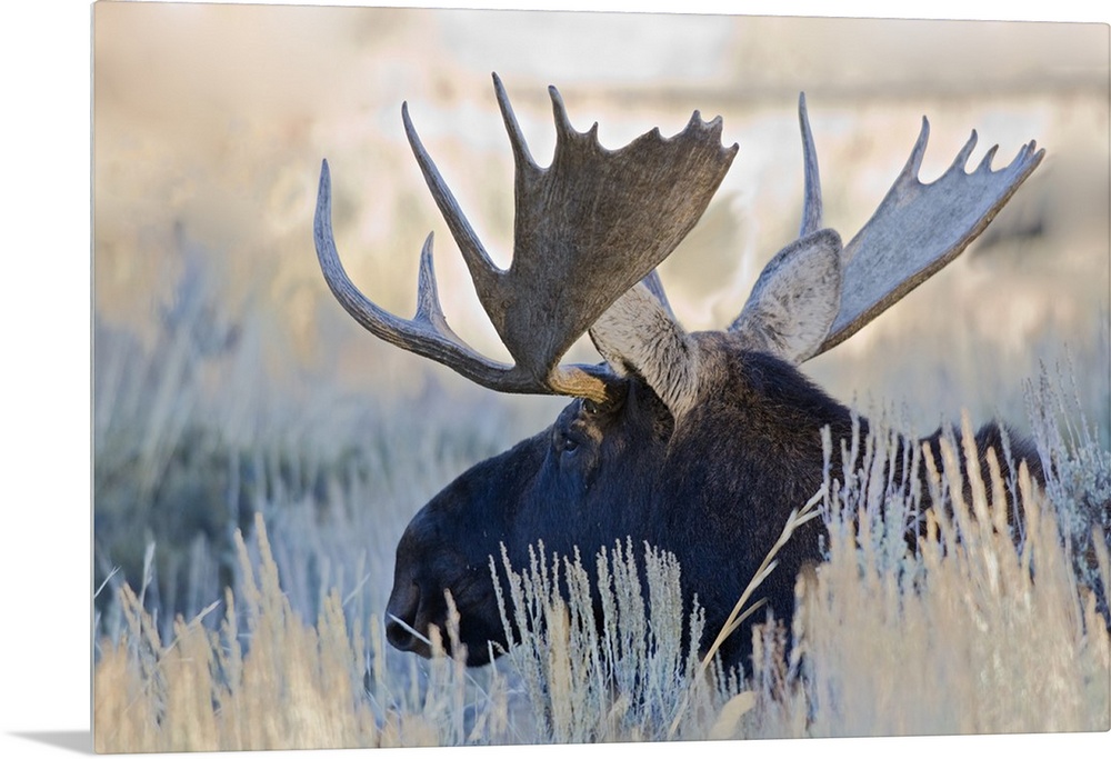 Wyoming, Grand Teton National Park, Bull Moose, (Alces alces).