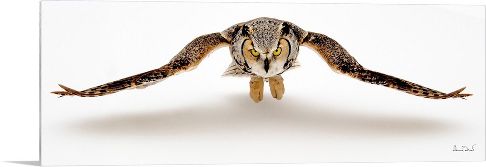 Adult Great Horned Owl (Bubo virginianus) in flight with shadow on snow, Southern Manitoba, Canada.