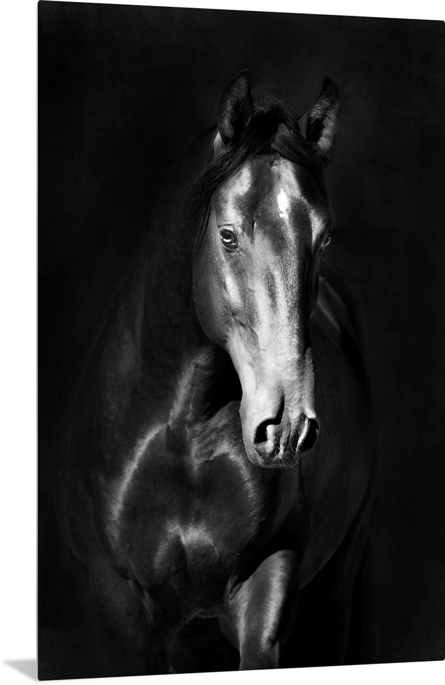Black kladruby horse portrait on a dark background.