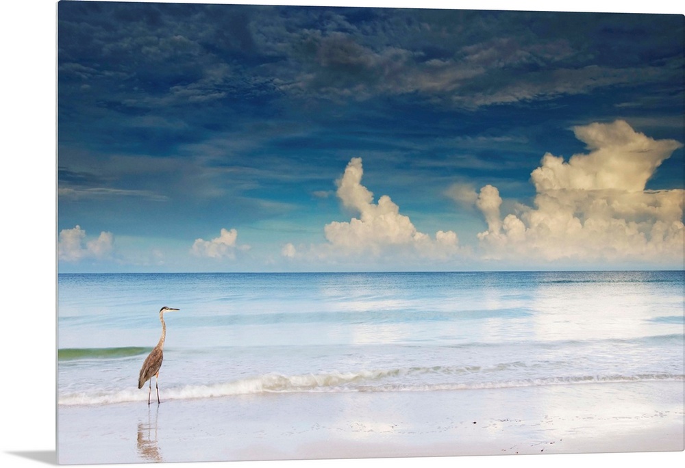 Florida, Saint Petersburg, Saint Petersburg Beach, Great Blue Heron