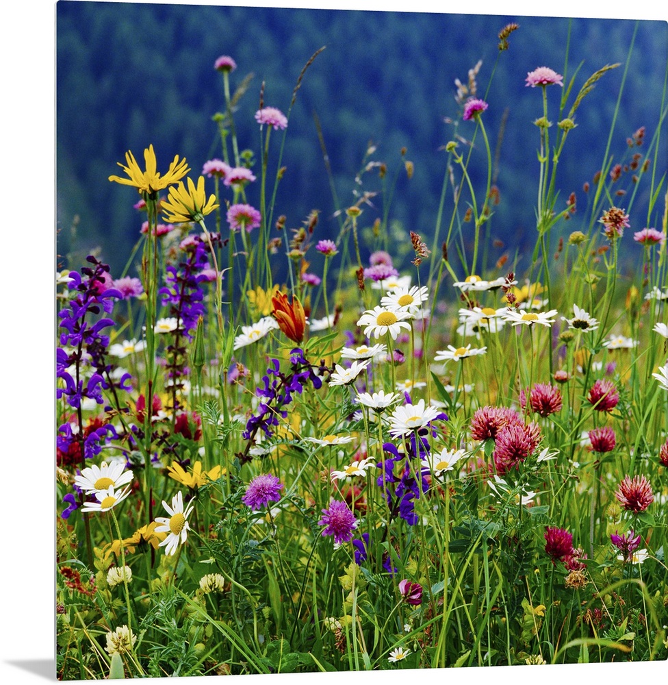 Italy, Veneto, Alps, Dolomites, Belluno district, Alpine meadow and daisy