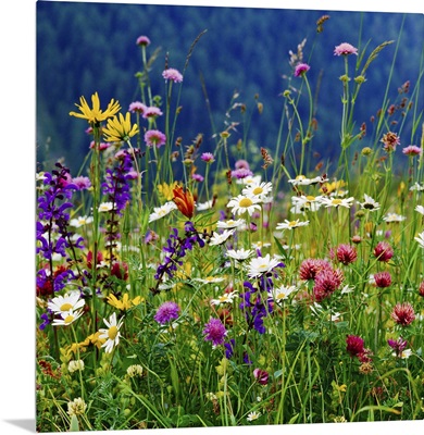 Italy, Veneto, Alps, Dolomites, Belluno district, Alpine meadow and daisy