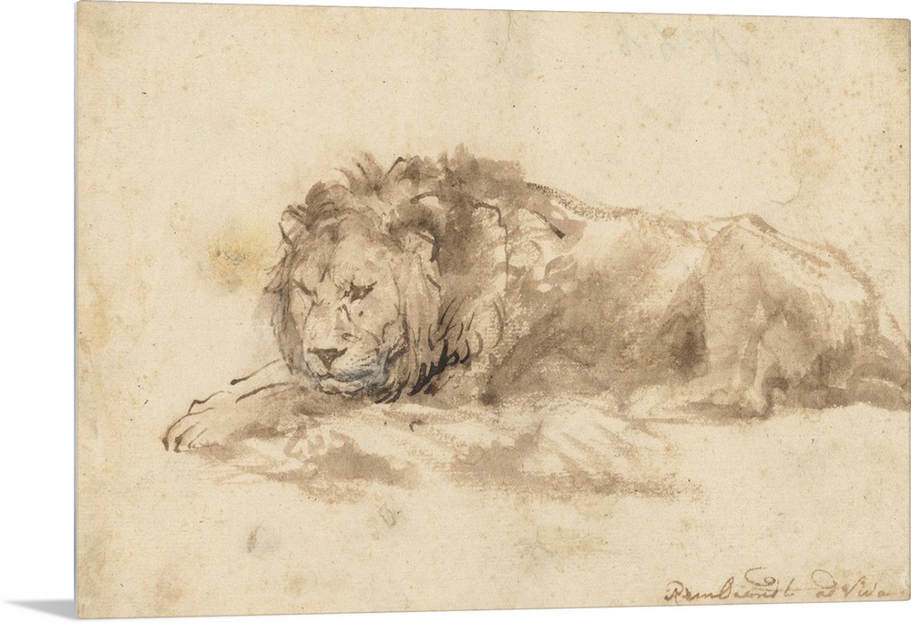 Reclining Lion, by Rembrandt van Rijn, c. 1650-59, Dutch drawing, pen and ink, wash, on paper. Rembrandt made drawings of ...