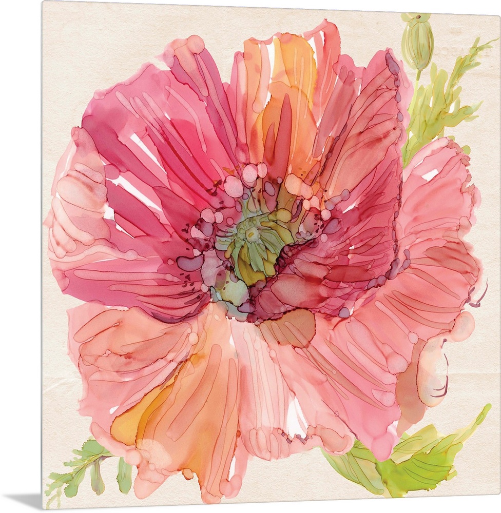 Square watercolor painting of a pink poppy with some orange tones and bright green leaves.