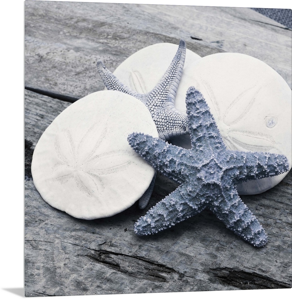 Cool toned photograph with blue highlights of sand dollars and starfish close-up on a piece of driftwood.