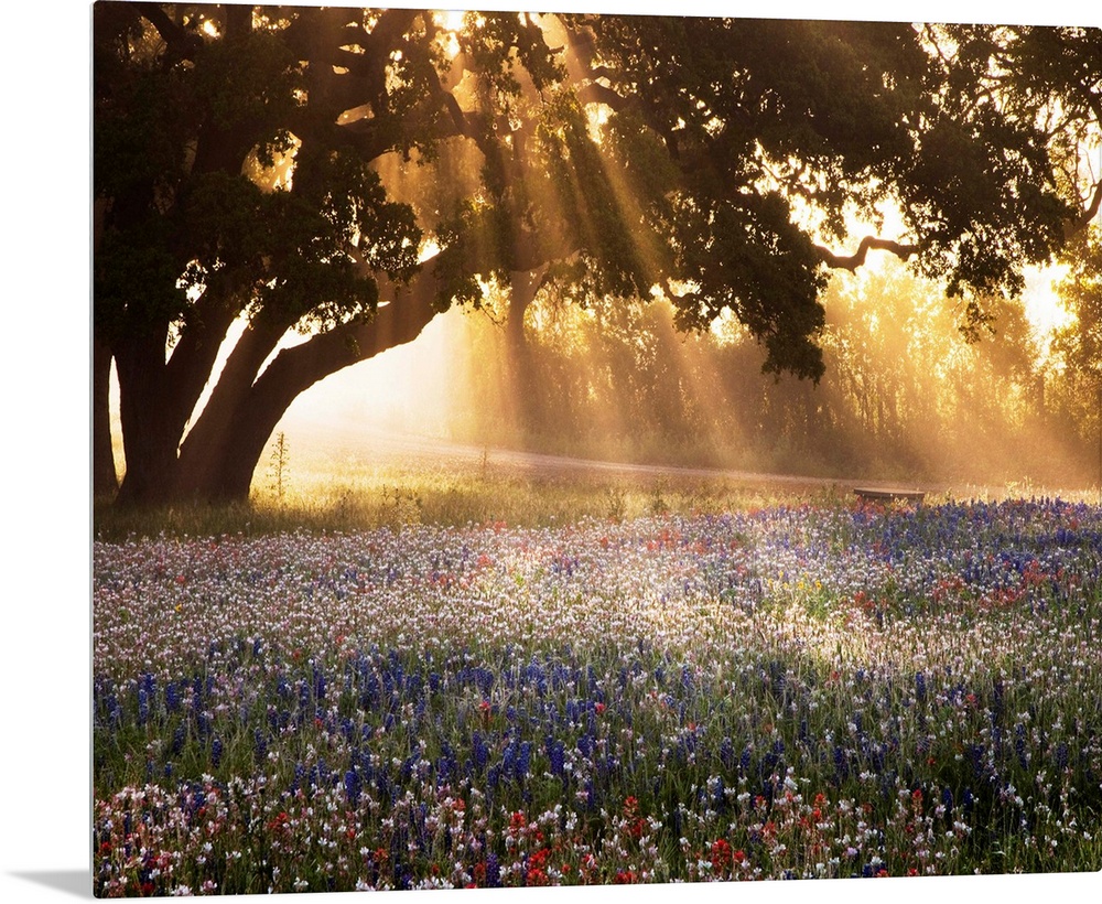 Morning Meadow Sunrise