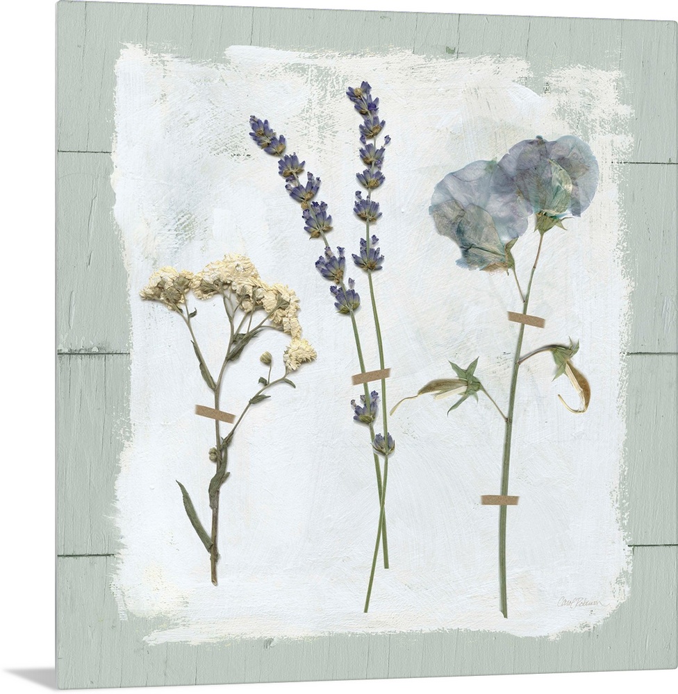 Square decor with three dried flowers pressed onto a painted white square with a pale blue shiplap background.