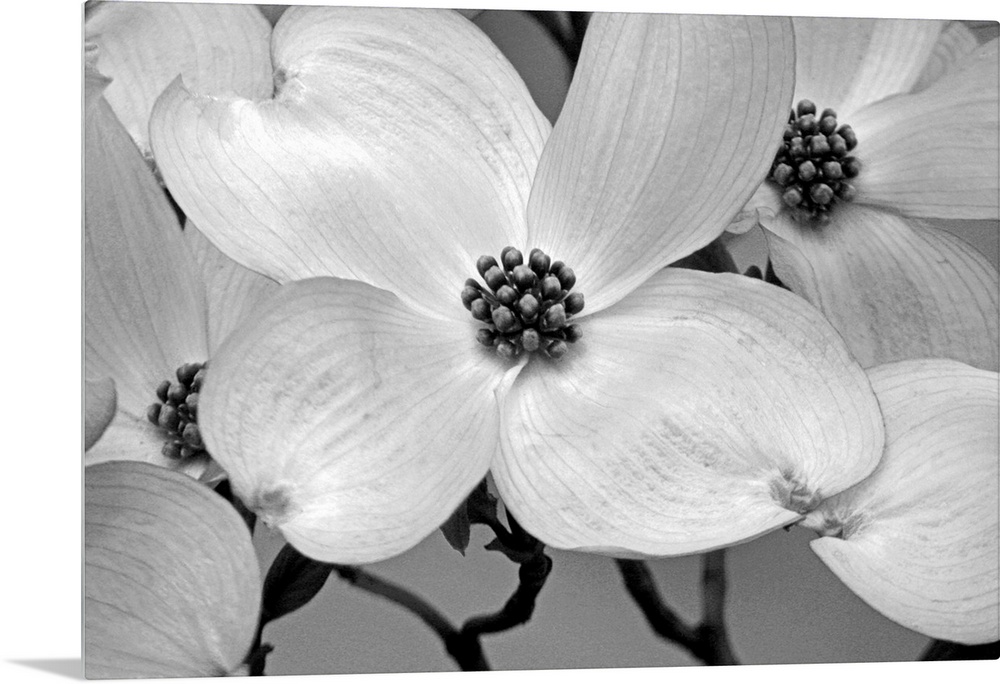 Close up, horizontal photograph of dogwood blossoms.