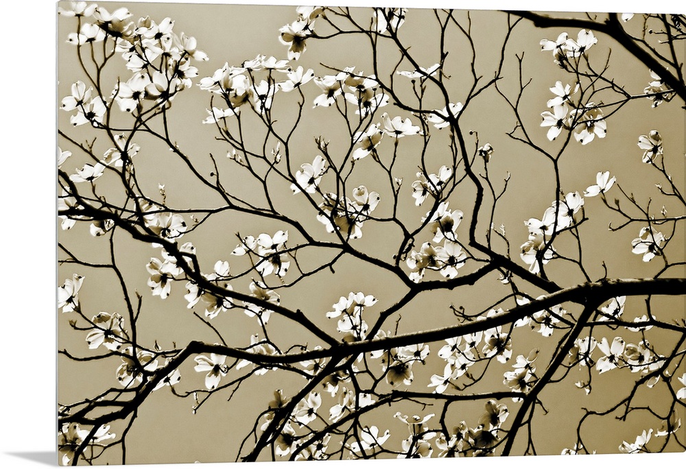 A close up of branches silhouetted against the sky with offshoots of new spring blossoms.