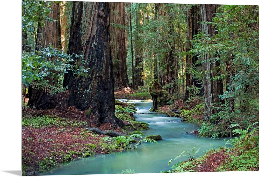 A small stream cuts through a thick forest and is lined by immense redwood trees.