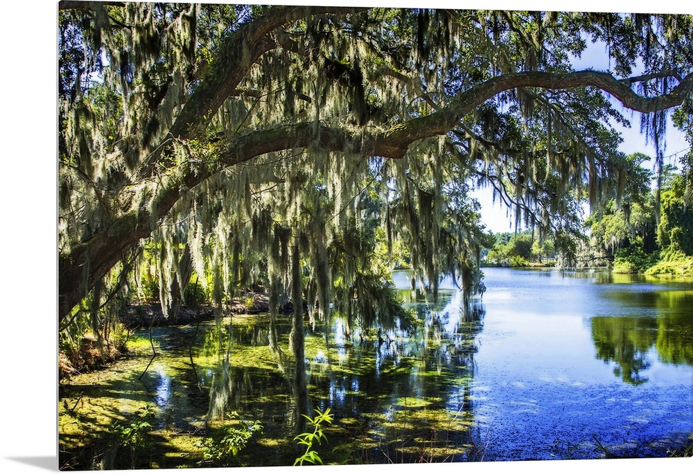 Shady oak trees reaching over a blue lake.