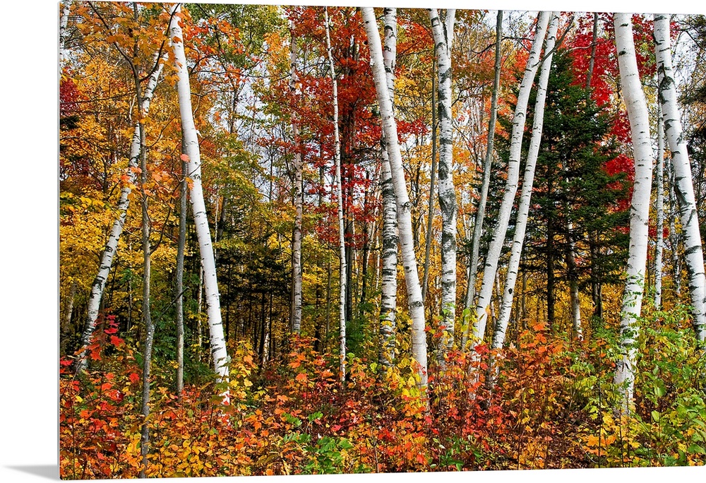 Fine art photography of multi colored birch trees in the Fall.