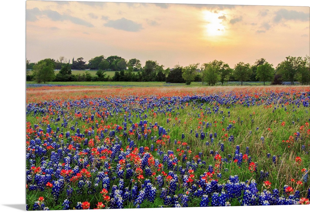 An open field at Old Settler's Park in Central Texas filled with Bluebonnets and Indian Paintbrushes. Shot during sunset w...