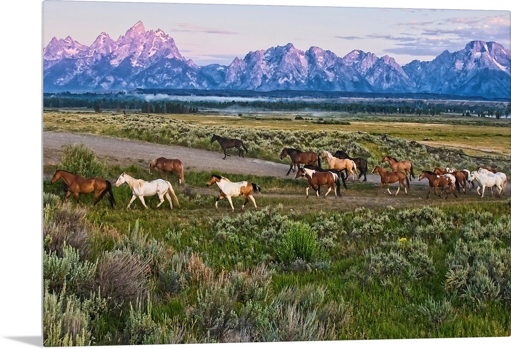 Big canvas photo of a group of horses walking through an open field with rugged mountains in the distance at sunset.