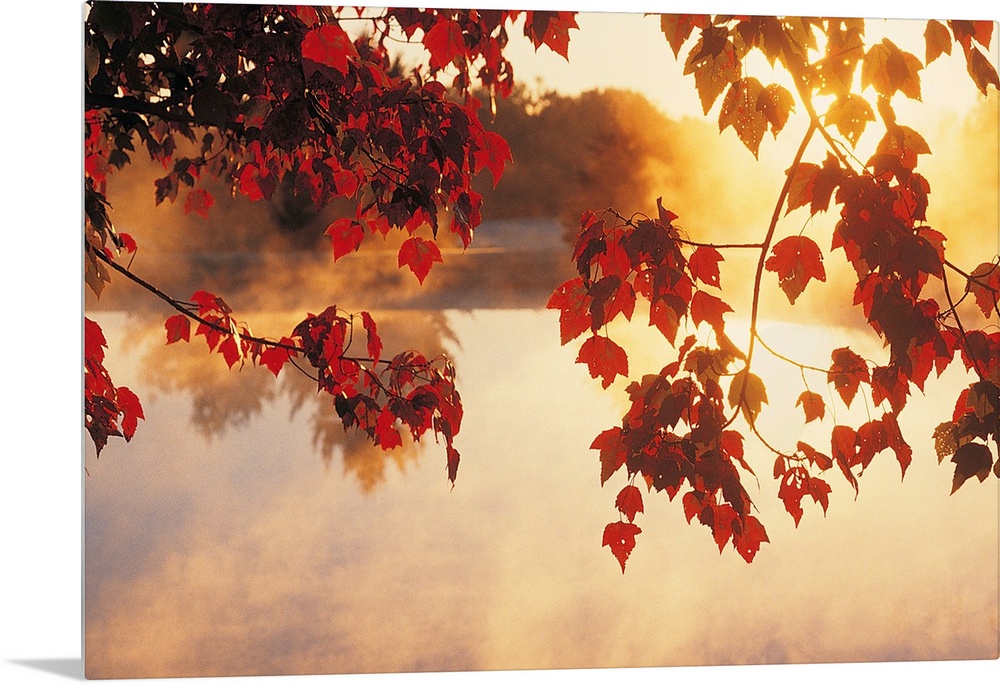 Landscape wall art of autumn leaves hanging off a tree while mist rises off a pond in the morning light.