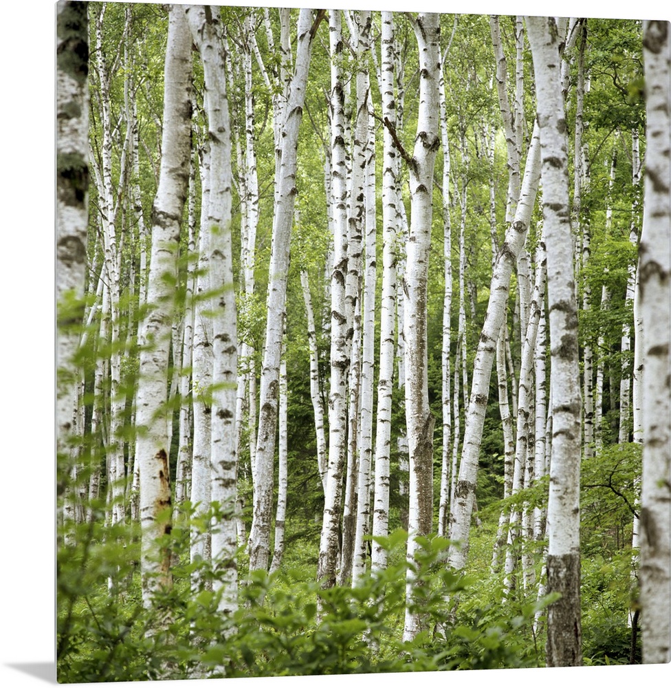 Square wall photo art of trees in a Japanese forest.