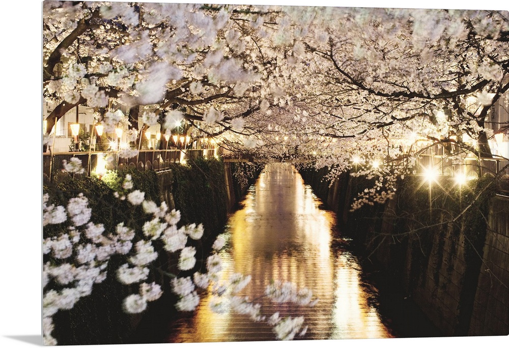 Beautiful pic of night sakura flowers.