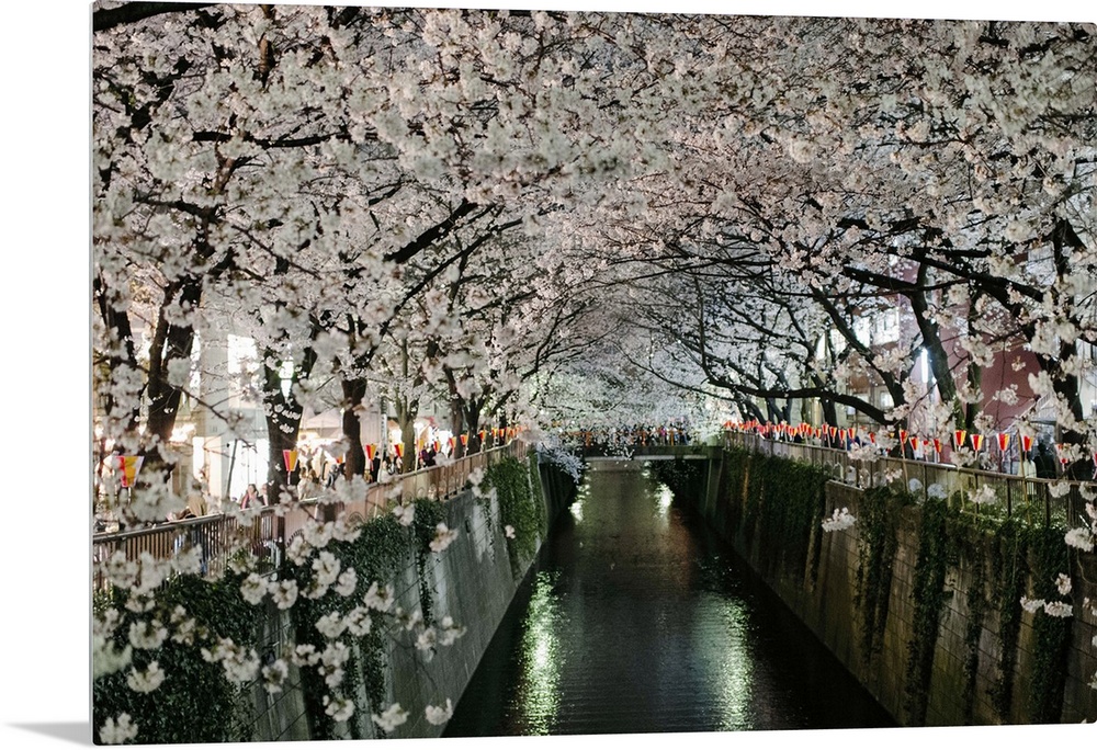 Rows of cherry blossoms in full bloom line the meguro river in Tokyo, Japan on a bright evening in spring of 2013.