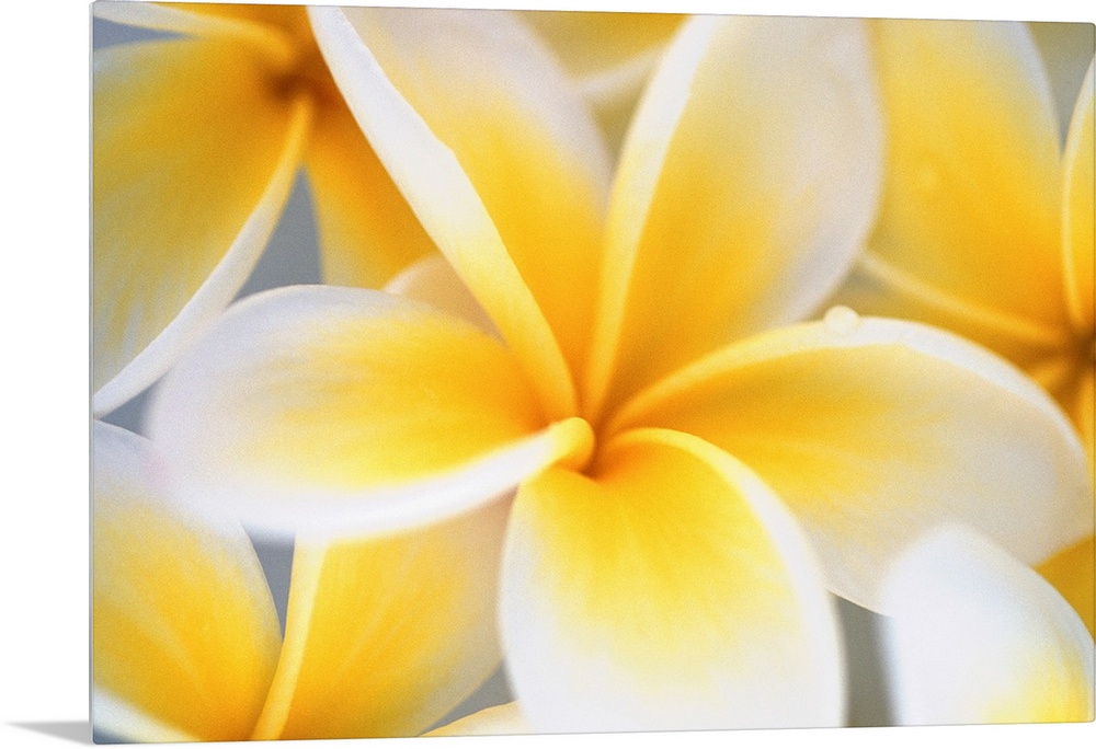 Big photograph focuses on a close-up of a brightly colored group of flowers.