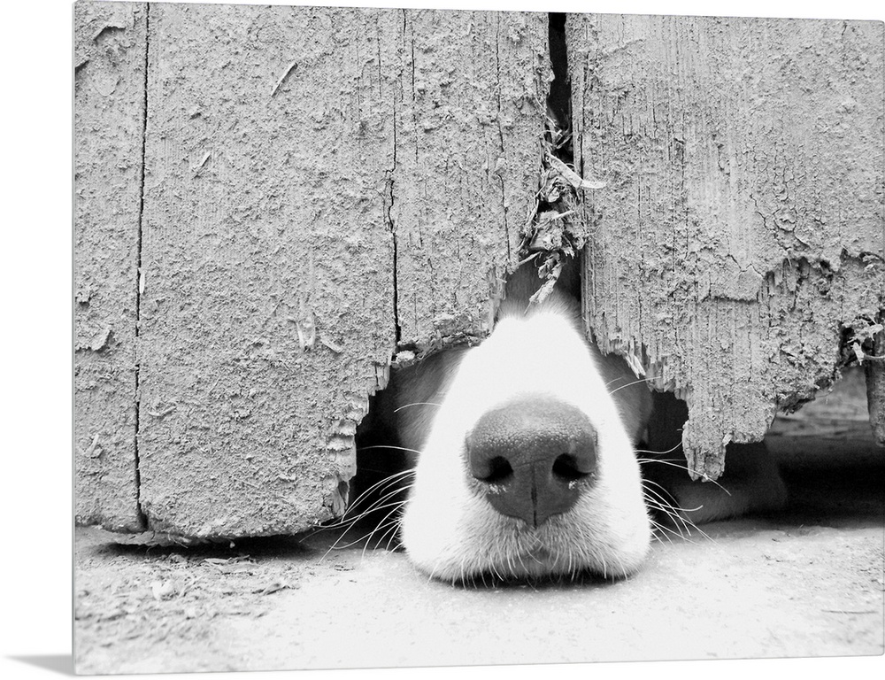 Hunting (blood hound) puppy  wants to get out and pokes nose out from under the barn door.