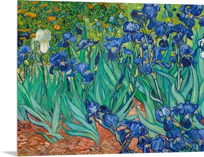 Irises By Vincent Van Gogh