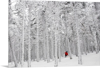 Man skiing through forest