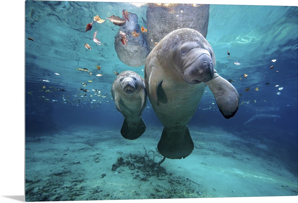 A mother and baby manatee are photographed just under the surface of water.