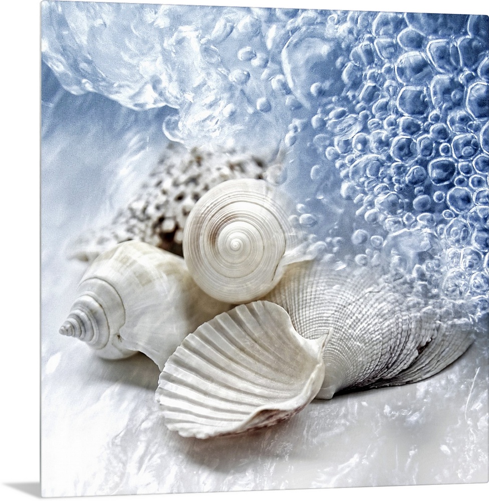 Up-close photograph of conch shells on shoreline surrounded by water.