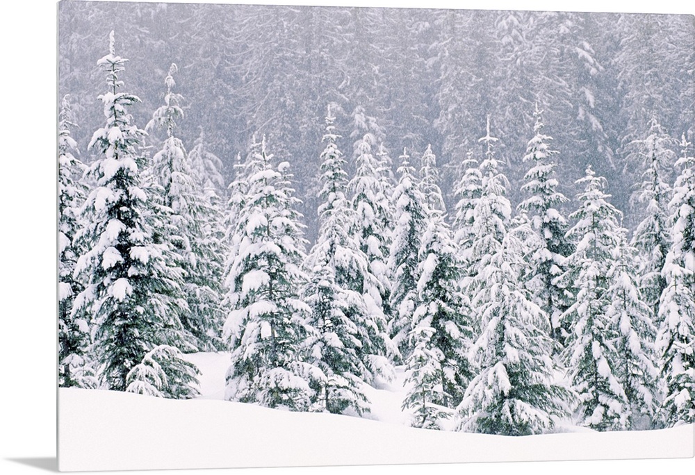 Large, horizontal photograph of many pine trees within a snow covered landscape, their branches being weighed down with snow.