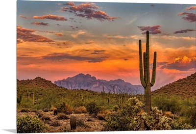 Sonoran Sunset