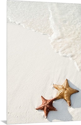 Starfish on tropical beach.