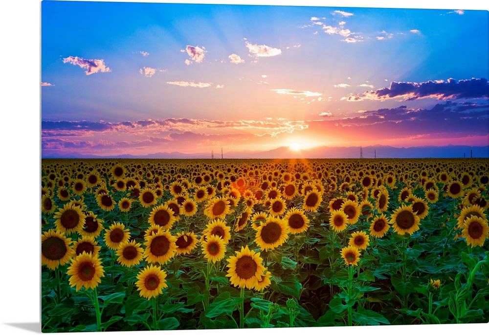The sun goes down over a field of flowers in this landscape photograph wall art for the home or office.
