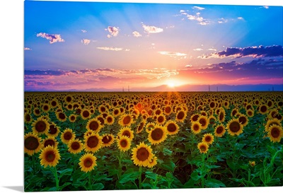 Sunset from sunflower field on eastern plains of Colorado, near Denver.