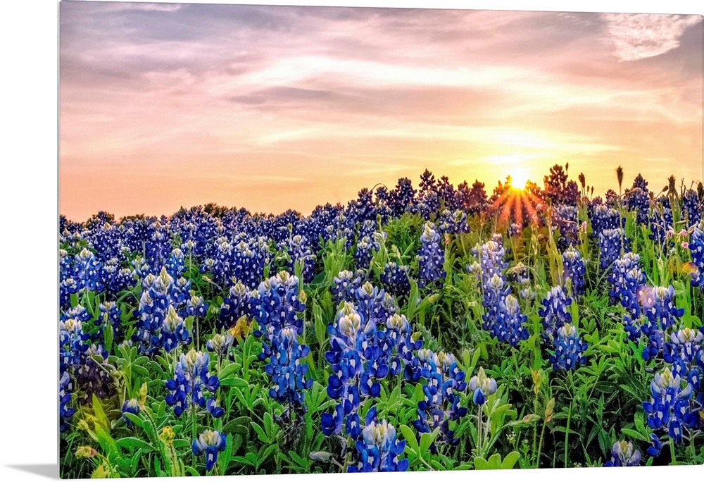 Texas Bluebonnets at Sunset.