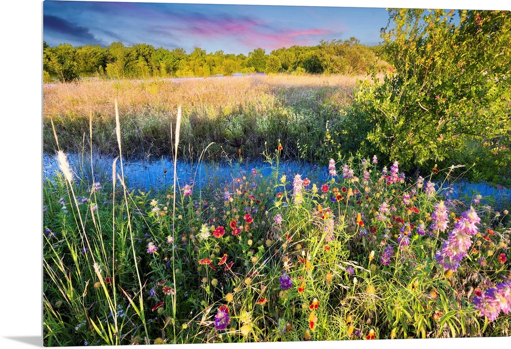 Colorful Texas wildflowers in early dawn light after severe spring flooding,