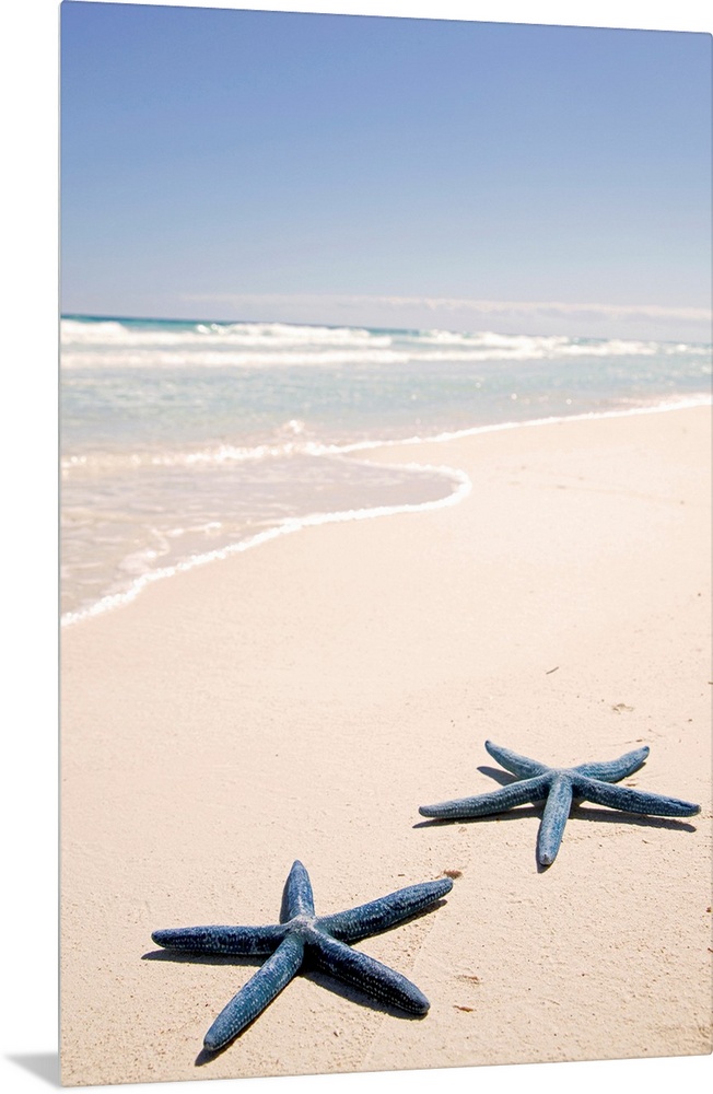 Vertical panoramic photograph of two star fish on the sand with surf coming in under a clear sky.