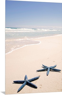 Two blue starfish at water's edge on tropical beach, Riviera Maya