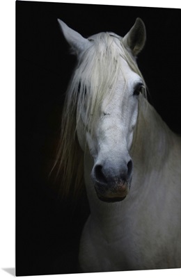 White horse in shadow