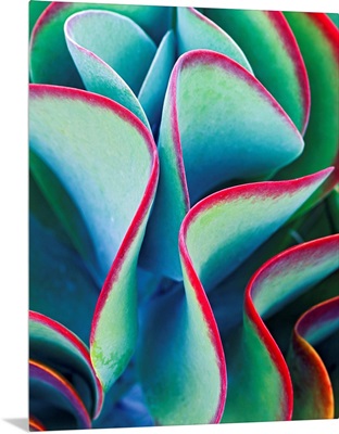 Succulent - Color 79